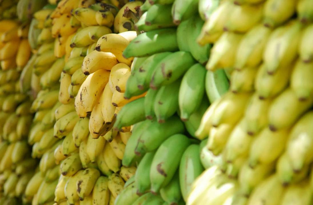 Bananas in West Africa