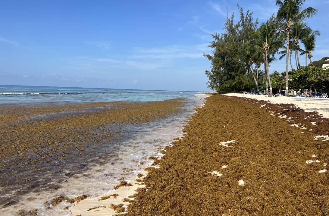 Commonwealth Scientists Work Together To Combat The Sargassum Menace
